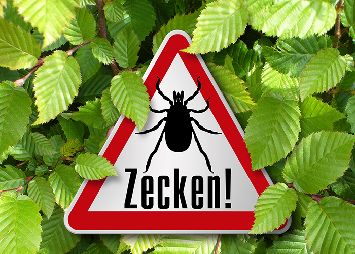 Zecken